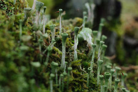 moss on a stump and green tubesの写真素材