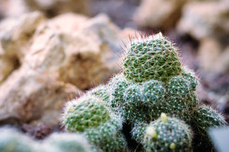 beautiful cacti close-up in the Botanical gardenの写真素材