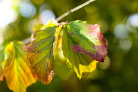 tree branch with green bright leaves nature close up
