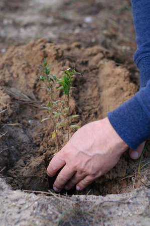 male hands planting a green sprout in the ground