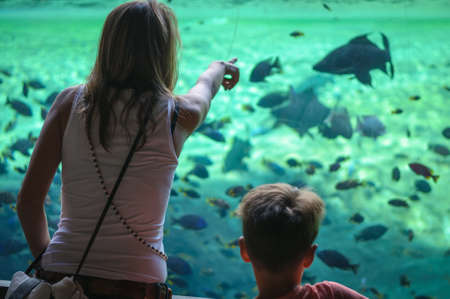 at the aquarium in front of a large fish tank in Valencia Spainの写真素材