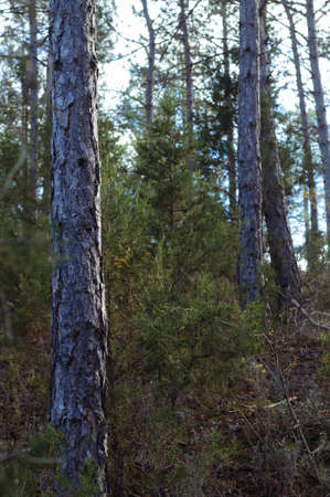 pine forest in the evening light in the foreground pine vertical photoの写真素材