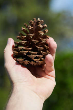 a fir cone in your handsの写真素材
