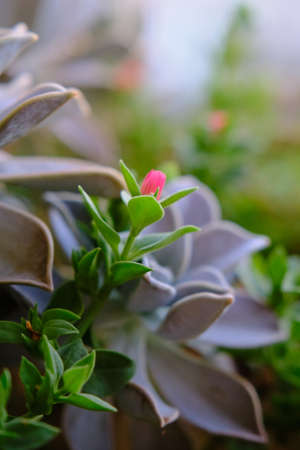 different succulents close up plants in natural lights