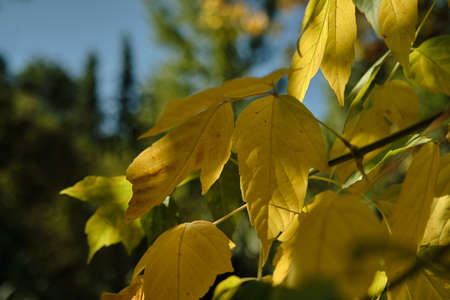 autumn yellow leaves on trees