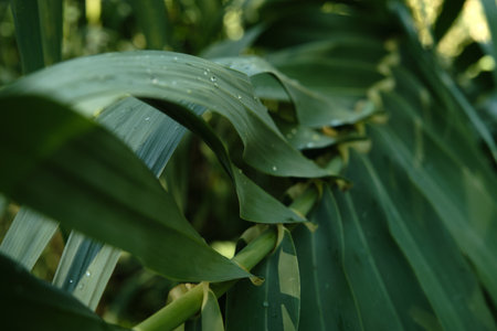 raindrops on green leaves close up detailの写真素材
