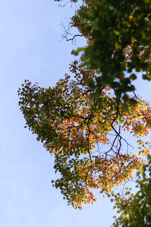 green tree branch in the sun