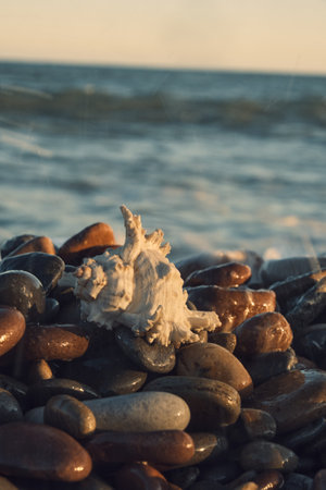 a white shell on the background of the sea