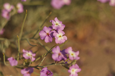 multiply purple wild flowers close-upの写真素材