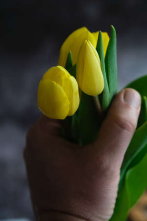live yellow tulips close-up in the handの写真素材