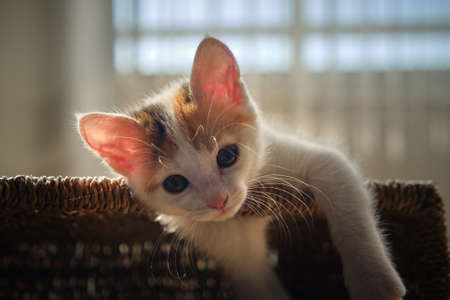 beautiful tricolor little pet kitten