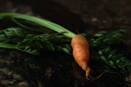 a small carrot on the tableの写真素材