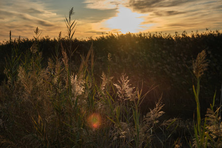 tall grass on sunset landscape backgroundの写真素材