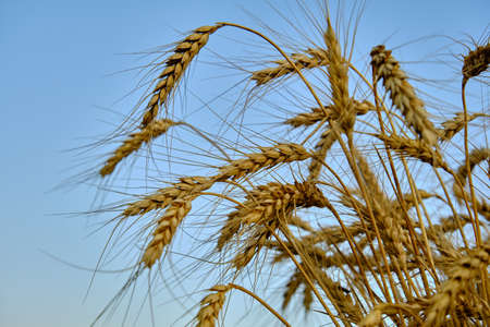 a bunch of wheat ears on the sky backgroundの写真素材