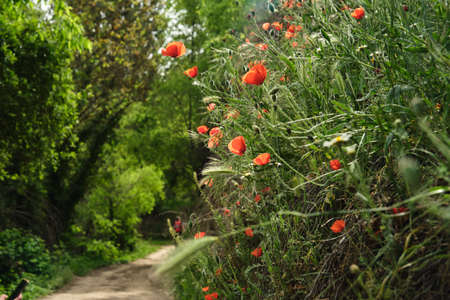 wild red poppies in the grass