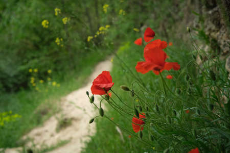 wild red poppies in the grassの写真素材