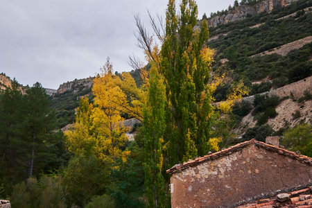 autumn forest against the backdrop of mountainsの写真素材
