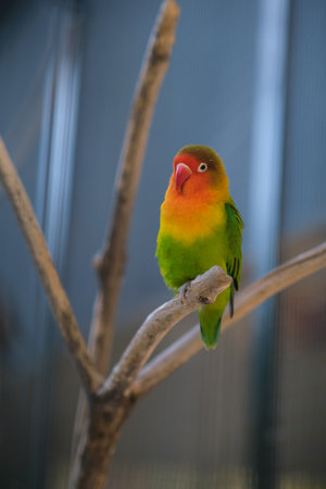 colorful parrot sits on a branch