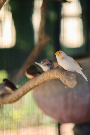 yellow canaries on a branch