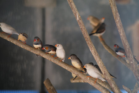 a few birds on a branchの写真素材