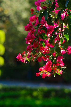 bright red bougainvillea flowers in the gardenの写真素材
