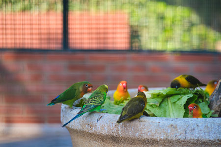 colorful parrots at the feeder