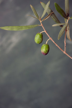 a couple of olives on a branchの写真素材
