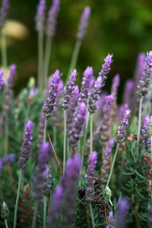 lilac lavender aromatic flowers close-upの写真素材