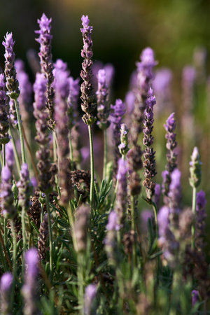 lilac lavender aromatic flowers close-upの写真素材