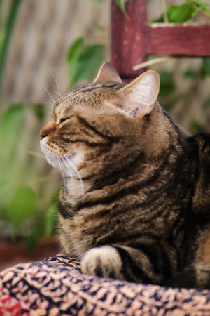 A striped cat is lying on a chairの写真素材