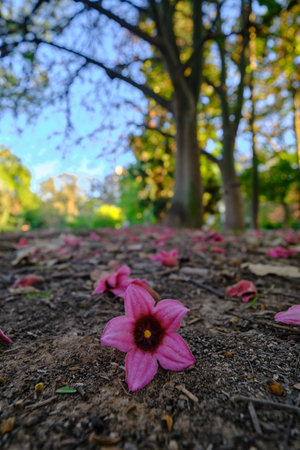 beautiful pink flower of Brachychitonの写真素材