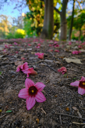 beautiful pink flower of Brachychiton