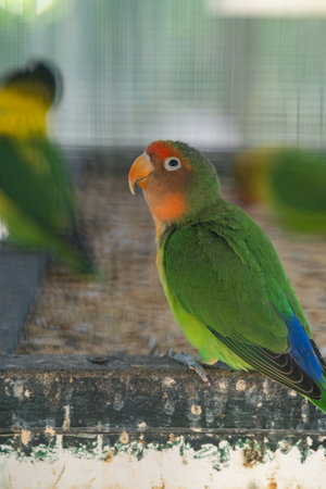 Bright colorful parrot sits on a branchの写真素材