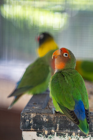 Bright colorful parrot sits on a branch