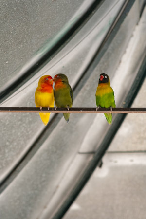 Bright colorful parrots sit on a branchの写真素材