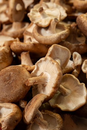 Fresh mushrooms at the city marketの写真素材