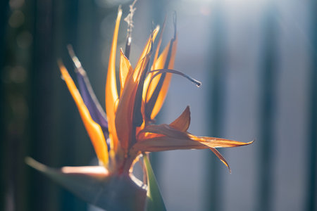 Orange and blue large flower of Strelitzia close-upの写真素材