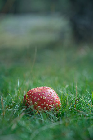 Beautiful fly agaric on a green meadow