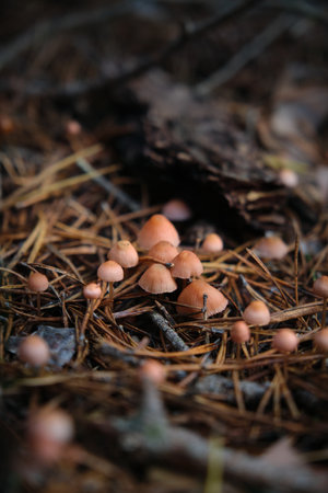 In the pine forest, toadstool mushrooms