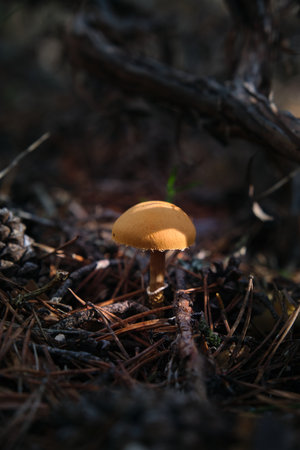 In the pine forest, toadstool mushroomsの写真素材