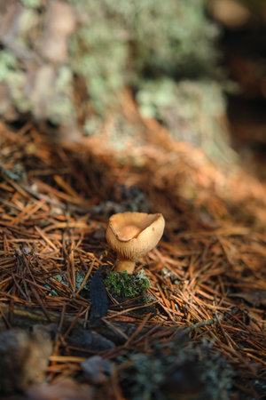 In the pine forest, toadstool mushrooms