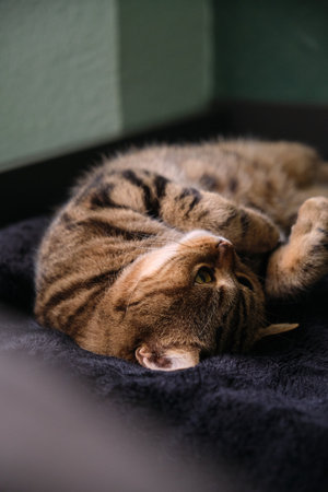 Beautiful Cat Sleeping Poseの写真素材
