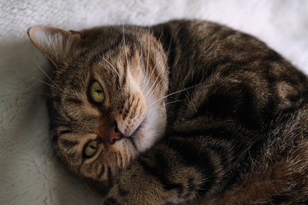 Beautiful Purebred Cat Sleeping Poseの写真素材