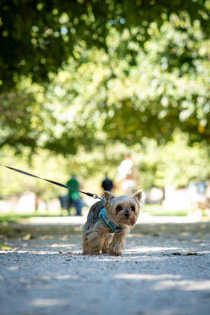 A Yorkshire terrier walks in the city park