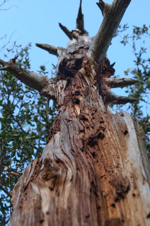 Tree bark close-up texture abstractionの写真素材