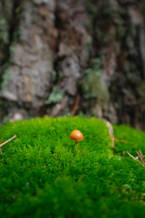 Mushrooms in the forest among the grassの写真素材
