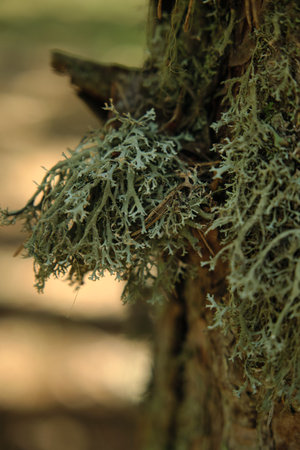 In the forest on the branches of trees there is beautiful mossの写真素材