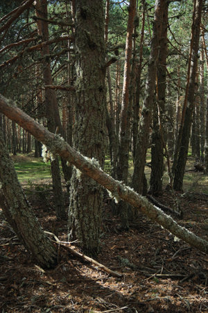 In the forest on the branches of trees there is beautiful moss