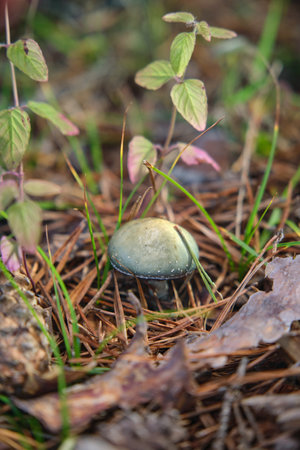 Small mushroom in forestの写真素材