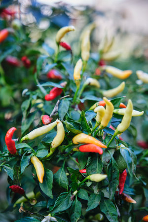 Small red chili pepper bush